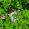 Gnome Saint Patrick 5 Gnomélia v2 Patrick