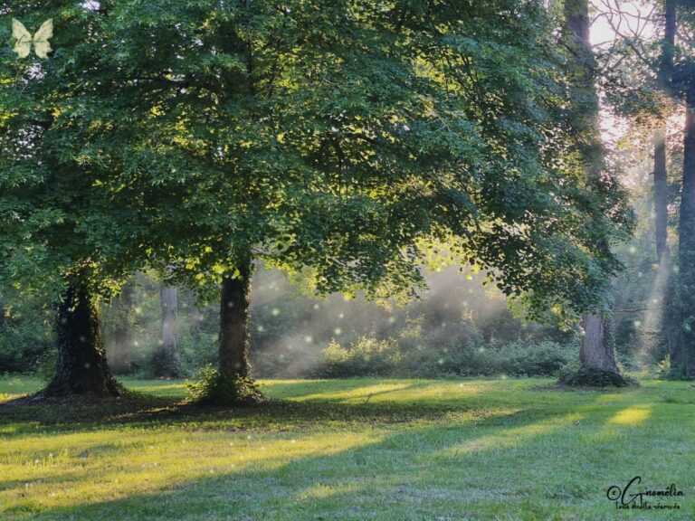 Entrée forêt de Gnomélia, Clan des Gnomes des Bois