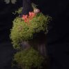 Derval Gardien des Bois Conseil des Anciens Gnome Gnomélia