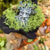Derval Gnome Conseil des Anciens Les Gardiens des Bois Gnomélia