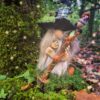 Derval Gnome Conseil des Anciens Les Gardiens des Bois Gnomélia