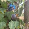 Gnome Soral Gardien des Bois Minis Gnomélia