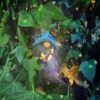 Gnome Soral Gardien des Bois Minis Gnomélia