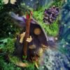 Tarsac Gnome Conseil des Anciens Les Gardiens des Bois Gnomélia